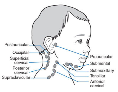 lymph nodes in back of neck location